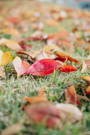 Fallen leaves in the morning