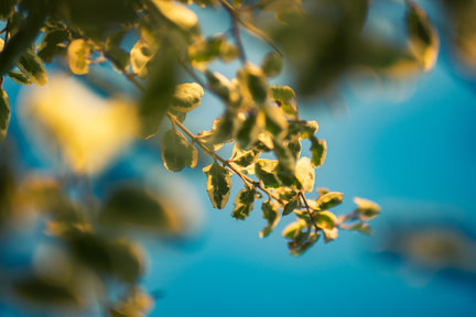 Leaves and sky